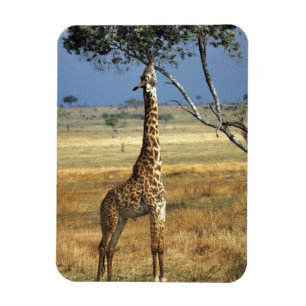 Ímã África, Quênia, Amboseli NP. Um Girafa-comum, ou m