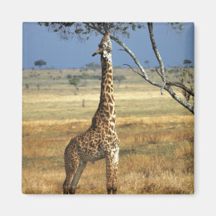 Imã África, Quênia, Amboseli NP. Uma girafa comum, ou