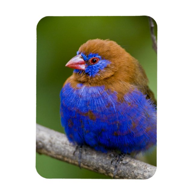 Ímã África. Quênia. Grenadier Roxo (Vertical)