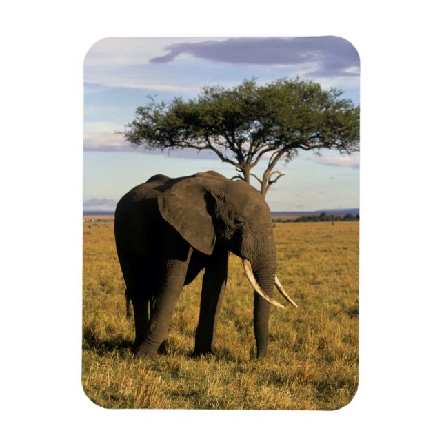 Ímã África, Quênia, Maasai Mara. Um elefante no (Vertical)