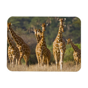 Ímã África. Quênia. Manada de girafas-reticuladas