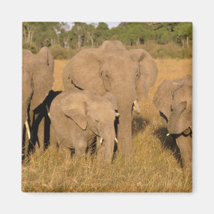 Imã África, Quênia, Masai Mara. Elefante-africano