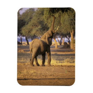 Ímã África, Quênia, Masai Mara. Elefante (Loxodonta