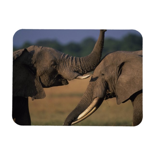 Ímã África, Quênia, Masai Mara Game Reserve, Dois Tour (Horizontal)