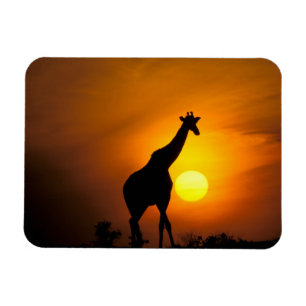 Ímã África, Quênia, Masai Mara. Girafa (Giraffa