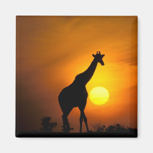 Imã África, Quênia, Masai Mara. Girafa (Giraffa