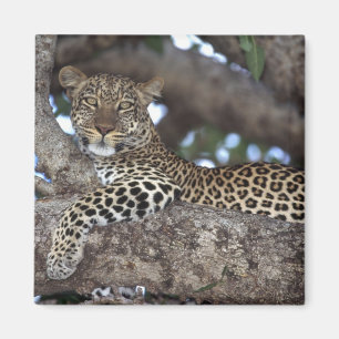 Imã África. Quênia. Masai Mara. Leopardo (Panthera