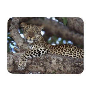 Ímã África. Quênia. Masai Mara. Leopardo (Panthera