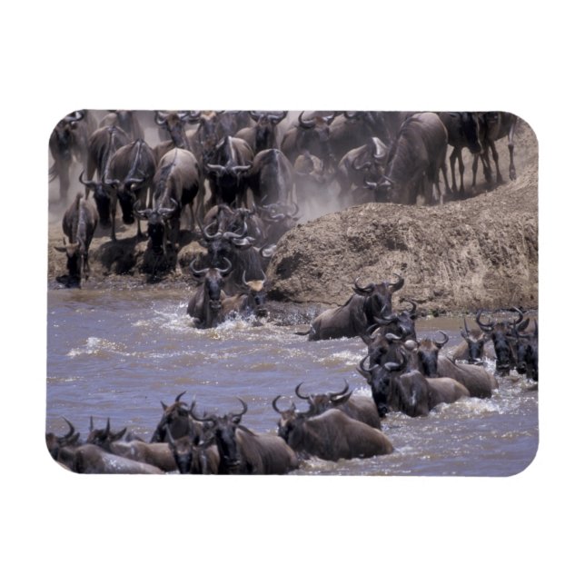 Ímã África, Quênia, Masai Mara National Park. (Horizontal)
