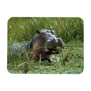 Ímã África, Quênia, Masai Mara NR. Uma hipopótamo mãe