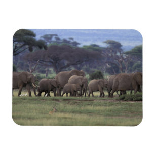 Ímã África, Quênia, Parque Nacional de Amboseli. 3