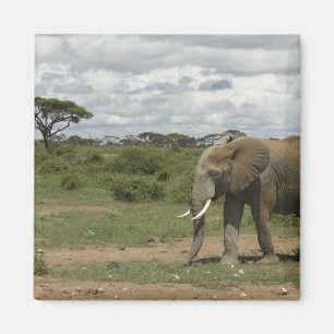 Imã África, Quênia, Parque Nacional de Amboseli, elefa