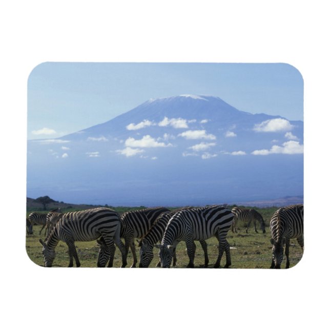 Ímã África, Quênia, Parque Nacional de Amboseli, Herd  (Horizontal)