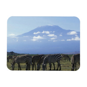 Ímã África, Quênia, Parque Nacional de Amboseli, Manad