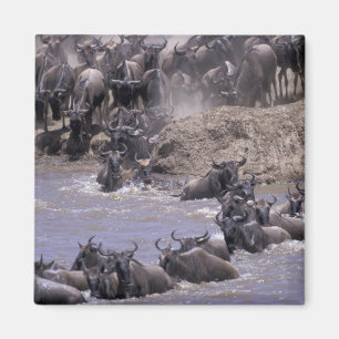 Imã África, Quênia, Parque Nacional Masai Mara.