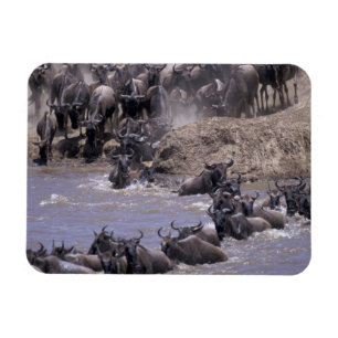 Ímã África, Quênia, Parque Nacional Masai Mara.
