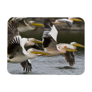 Ímã África. Quênia. Pelicanos brancos em voo no Lago