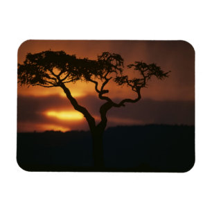 Ímã África, Quênia, Reserva de Caça Masai Mara, Cenári