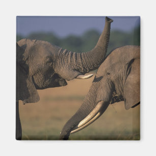 Imã África, Quênia, Reserva de Caça Masai Mara, Dois T
