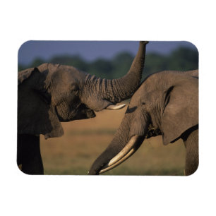 Ímã África, Quênia, Reserva de Caça Masai Mara, Dois T