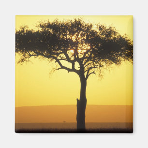 Imã África, Quênia, Reserva de Caça Masai Mara, Nascen