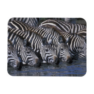 Ímã África, Quênia, Reserva de Caça Masai Mara, Planíc
