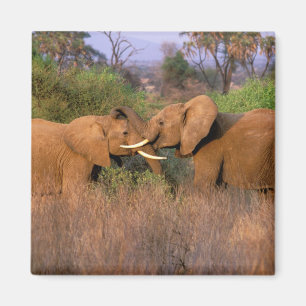 Imã África, Quênia, Samburu. Desafio de elefante