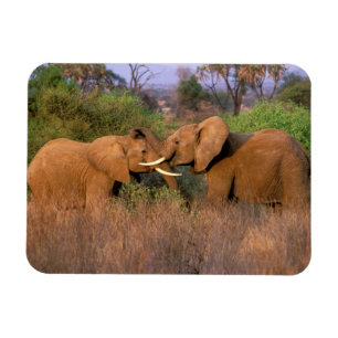 Ímã África, Quênia, Samburu. Desafio de elefante