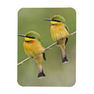 Ímã África. Tanzânia. Abelharinhos em Manyara