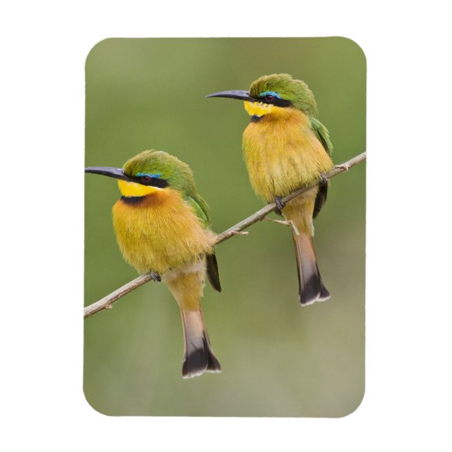 Ímã África. Tanzânia. Abelharinhos em Manyara (Vertical)