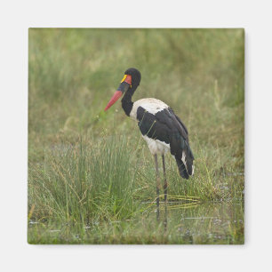 Imã África. Tanzânia. Cegonha-de-bico-vermelho macho