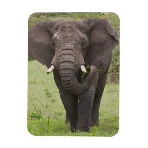 Ímã África Tanzânia Elefante na Cratera de Ngorongoro