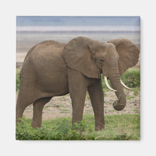 Imã África. Tanzânia. Elefante no Parque Nacional do L