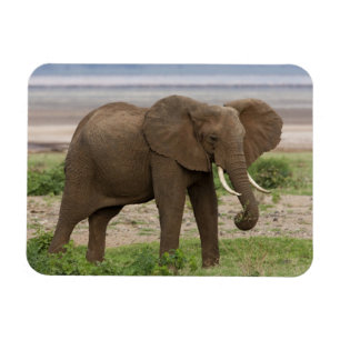 Ímã África. Tanzânia. Elefante no Parque Nacional do L