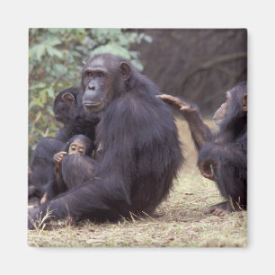 Imã África, Tanzânia, Gombe NP fêmea infantil