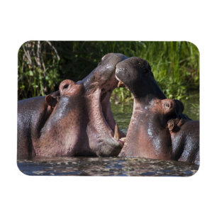 Ímã África. Tanzânia. Hippopotamus que sparring no