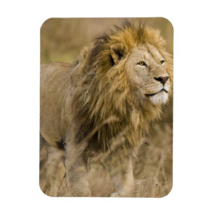 Ímã África. Tanzânia. Leão macho em Ngorongoro