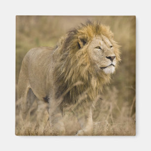 Imã África. Tanzânia. Leão macho em Ngorongoro
