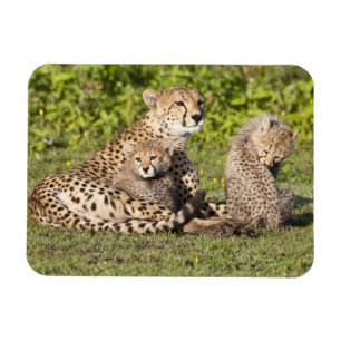 Ímã África. Tanzânia. Mãe de chita e filhotes 2