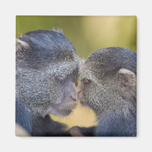 Imã África. Tanzânia. Mãe de macaco azul com filhote