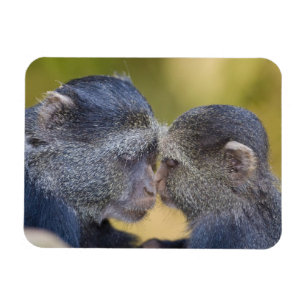 Ímã África. Tanzânia. Mãe de macaco azul com filhote