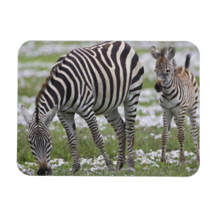 Ímã África. Tanzânia. Mãe e cria de zebra