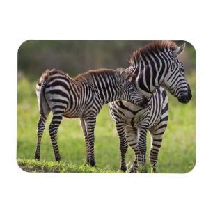 Ímã África. Tanzânia. Mãe e filhote de Zebra-comum