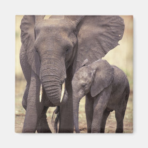 Imã África, Tanzânia, parque nacional de Tarangire. 