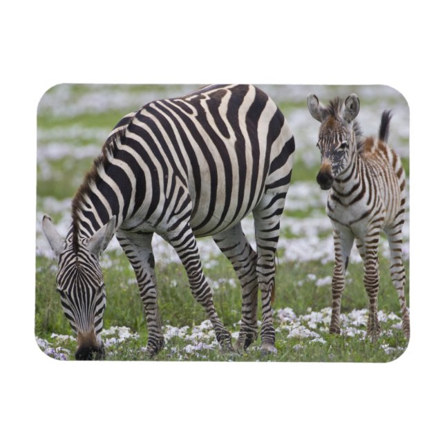 Ímã África. Tanzânia. Zebra, mãe e colt (Horizontal)