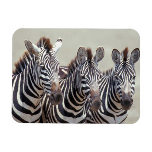 Ímã África, Tanzânia, zebras