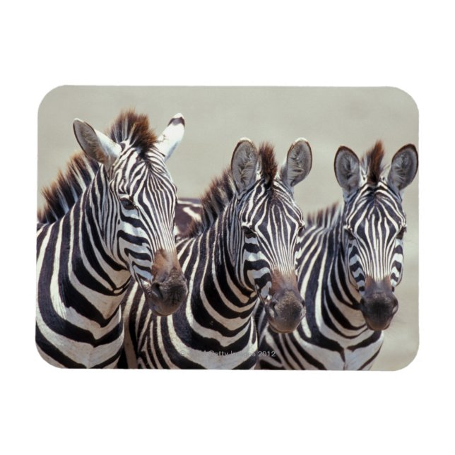 Ímã África, Tanzânia, zebras (Horizontal)