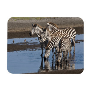 Ímã África. Tanzânia. Zebras bebendo em Ndutu