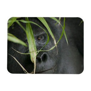 Ímã África, Uganda, Bwindi