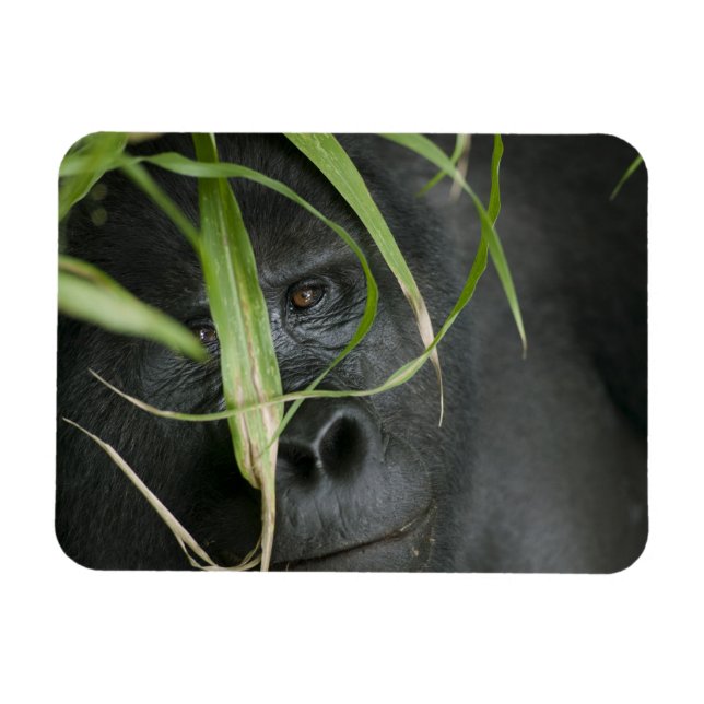 Ímã África, Uganda, Bwindi (Horizontal)